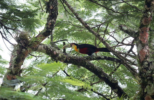 Especialistas pedem ações para fortalecer o birdwatching