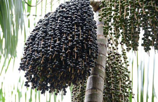 Sabores amazônicos garantidos na COP30 em Belém