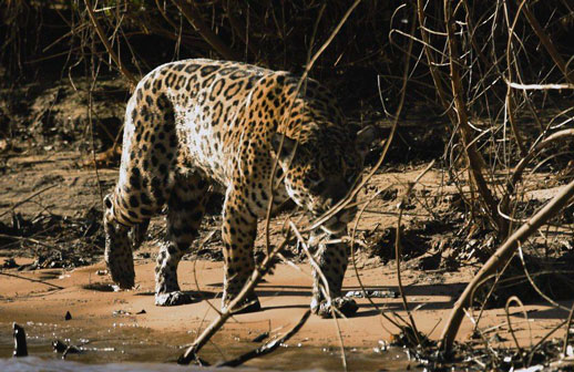 Pantanal é tema de exposição inédita em Nova York