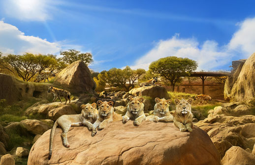 “Lion & Hyena Ridge” chega ao Busch Gardens Tampa Bay