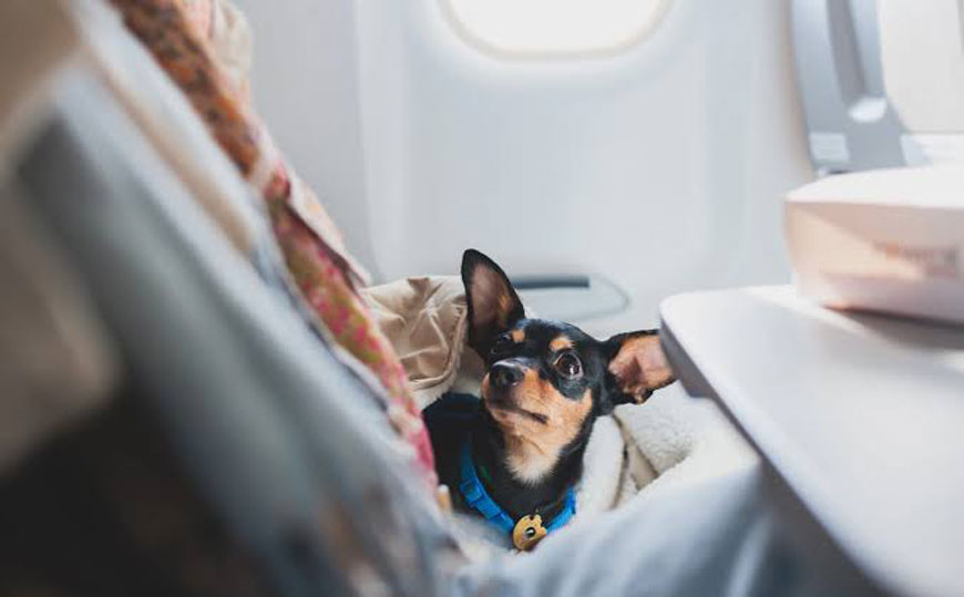 IATA publica nova orientação para organizar viagens de pets na cabine