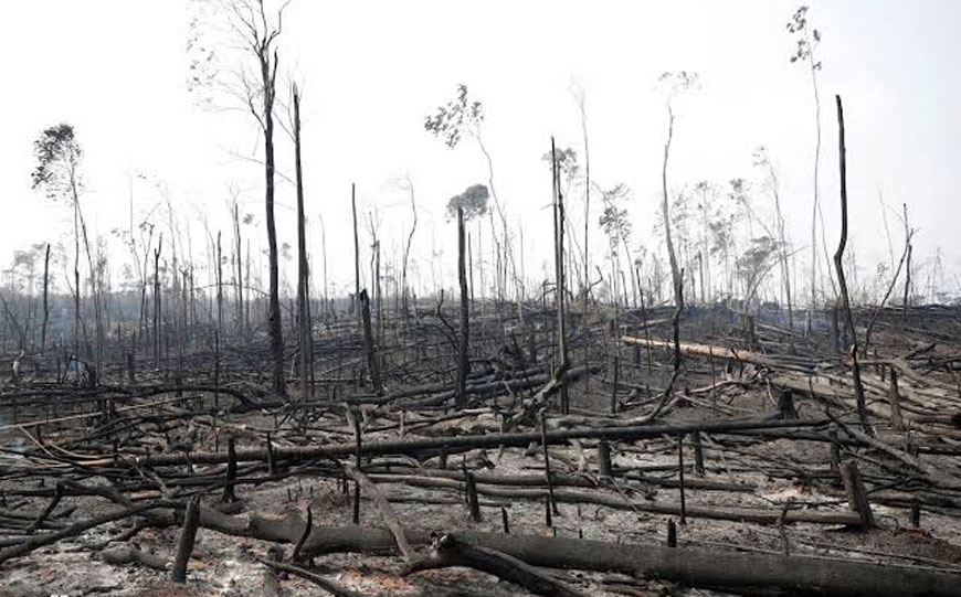 Queimadas preocupam o turismo no Amazonas